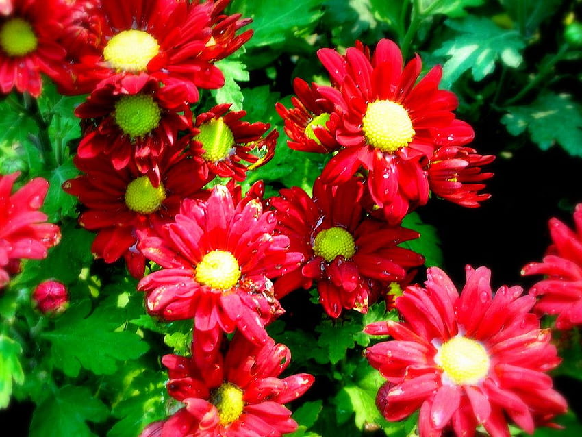 ขออวยพรให้ทุกท่านมีความสุขมาก Vishu - Chrysanths วอลล์เปเปอร์ HD