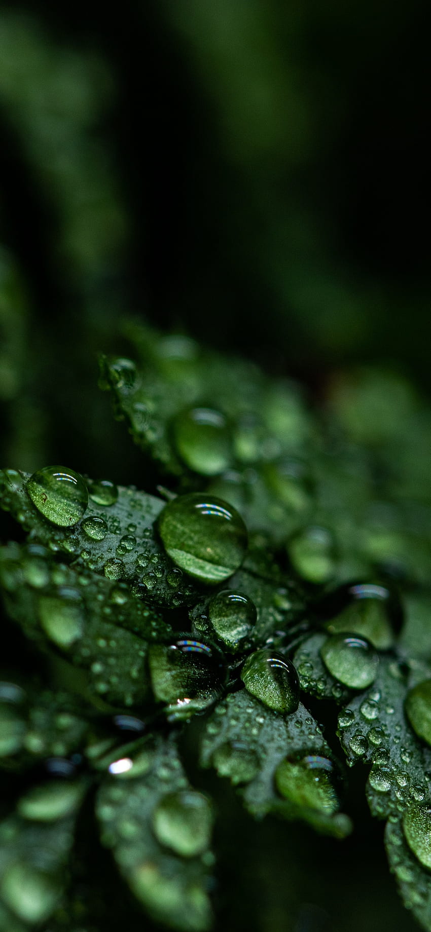 Leaves , Rain drops, Dark, Plant, Droplets, , Nature, Rain Droplets HD phone wallpaper