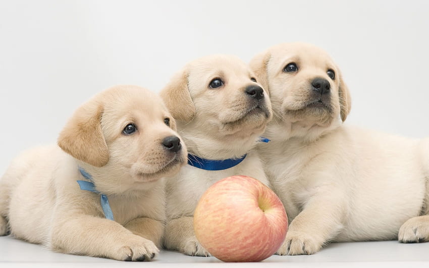 子犬、犬、動物、かわいい、子犬、ラブラドール、フルーツ、リンゴ、トリオ、ケイン 高画質の壁紙