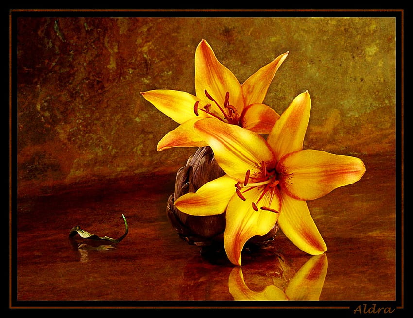 Golden, two, table, reflection, flowers, cone flowers HD wallpaper
