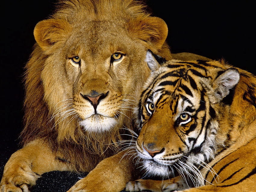 Tiere, Raubtiere, Paar, Paar, Hinlegen, Liegen, Löwe, Raubkatze, Tiger HD-Hintergrundbild