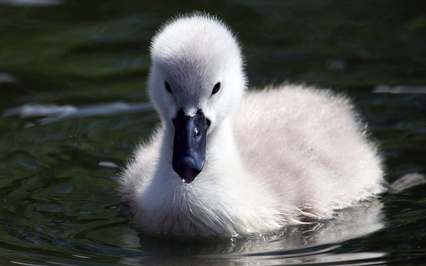 Baby swan, white, bird, baby, swan, water HD wallpaper