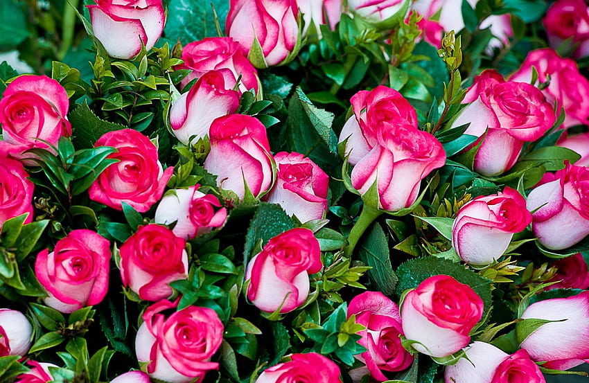 Kwiaty, róże, bukiet, wspaniały, szykowny, przystojny, jest piękny Tapeta HD