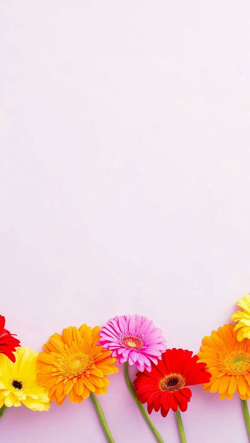 Beautiful Flowers. Bright , iphone ios7 HD phone wallpaper