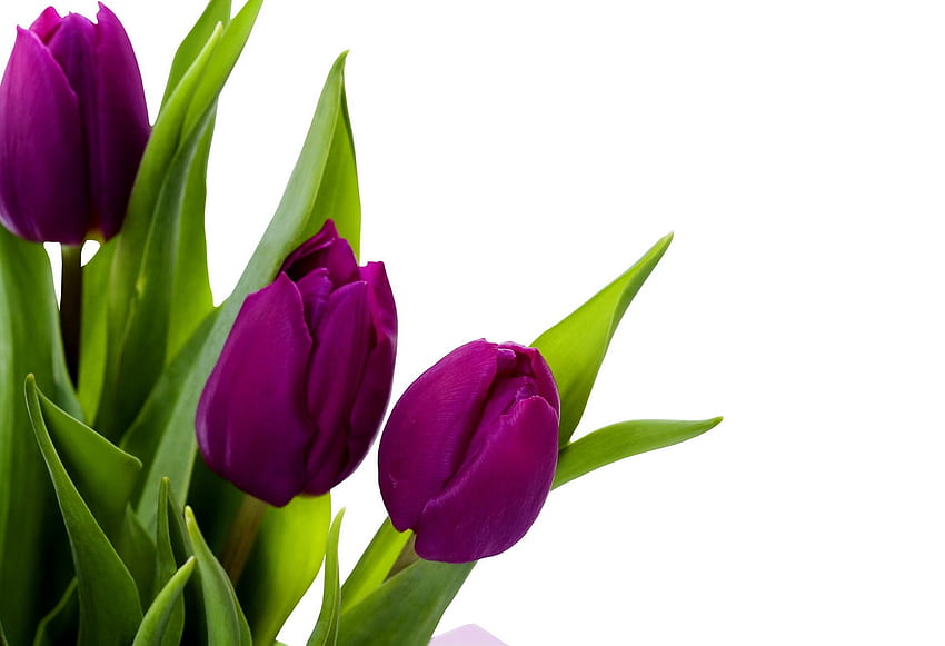 : Purple Tulips - Bloom, Blossom, Field HD wallpaper
