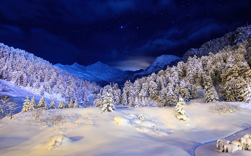 Zima, Natura, Drzewa, Gwiazdy, Noc, Śnieg, Iglaki, Iglaste, Połysk, Światło, Okładka Tapeta HD
