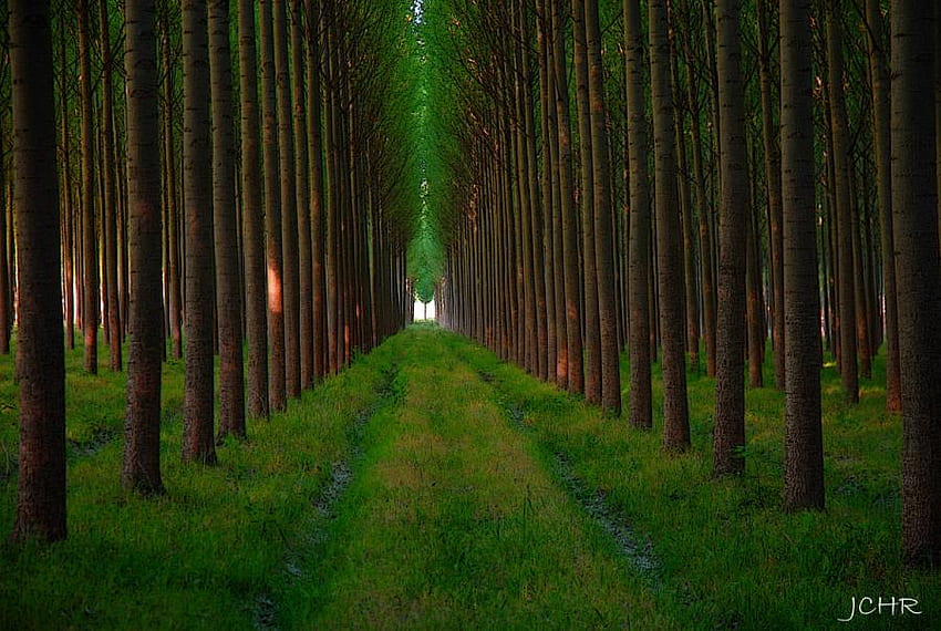 In a Perfect Line, linha, verde, árvores, grama, perfeito, floresta papel de parede HD