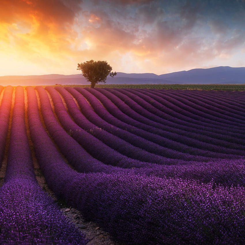 Ladang Lavender, Matahari Terbit, Pagi, Ladang Lavender, Pemandangan Ladang Lucu wallpaper ponsel HD