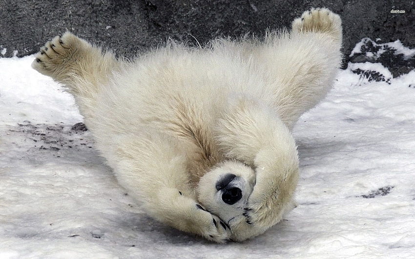 หมีขั้วโลก. หมีขั้วโลกขี้อาย - สัตว์ - ลูกหมีขั้วโลก, หมีขั้วโลกตลก, หมีขั้วโลกน่ารัก วอลล์เปเปอร์ HD
