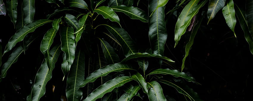 leaves, green, plant, mango green, Leaves, Plant HD wallpaper