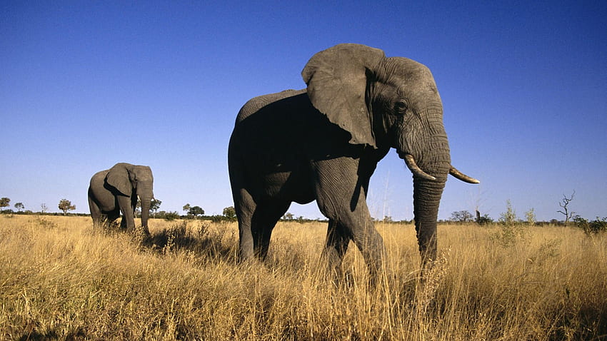 słonie afrykańskie, afrykańskie, trawa, pole, słoń Tapeta HD
