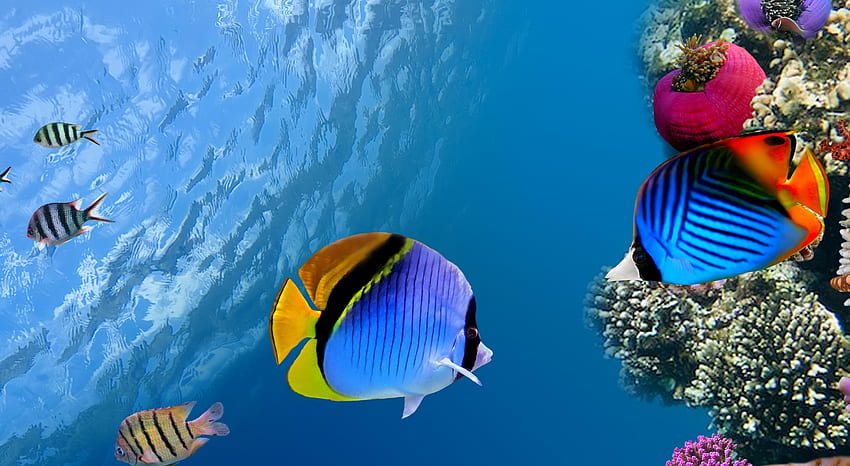 Animals, Sea, Coral, Ocean, Fish, Under Water, Underwater HD wallpaper