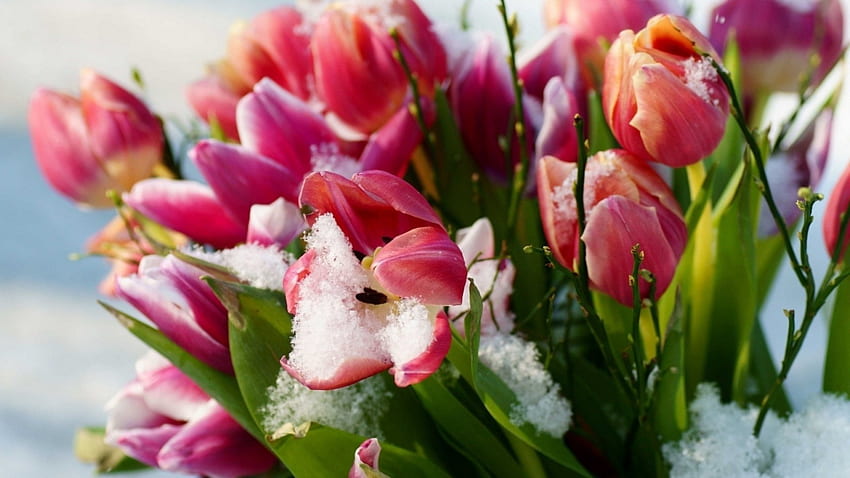 tulipanes, invierno, flores, nieve fondo de pantalla