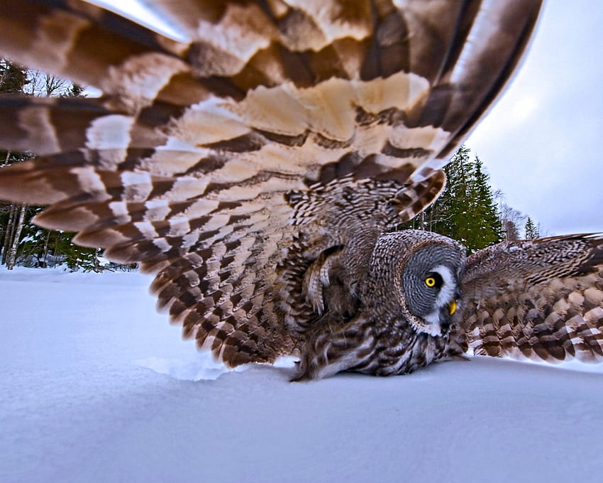 Голямата сива сова, зима, животно, крила, птица, бухал, перо, сиво, сняг, дървета HD тапет