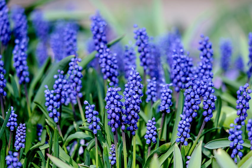 Muscari, hyacinth, ดอกไม้สีฟ้า, บานสะพรั่ง วอลล์เปเปอร์ HD