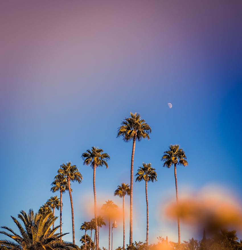 Portrait, palmiers, minimal, coucher de soleil Fond d'écran de téléphone HD