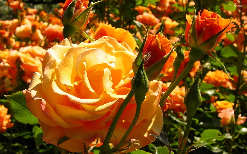 Beautiful orange fresh rose buds HD wallpaper | Pxfuel