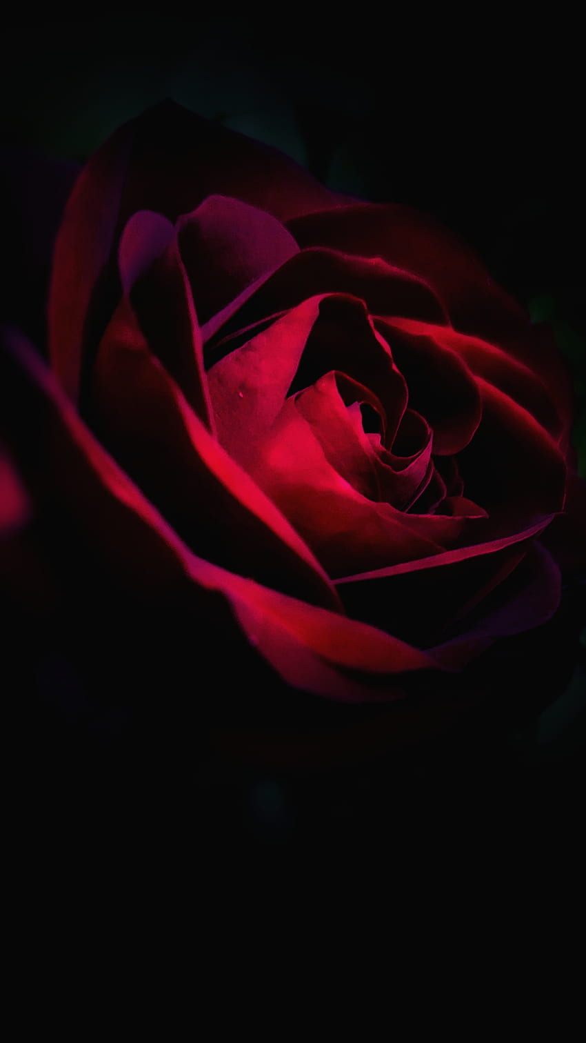 Rosa rossa, rosa tea ibrida, graphy flash Sfondo del telefono HD