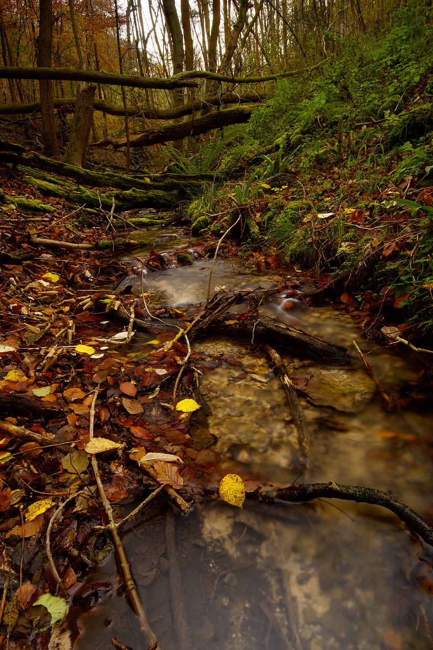 Nature, Autumn, Forest, Creek, Brook, Fallen Foliage, Fallen Leaves HD phone wallpaper
