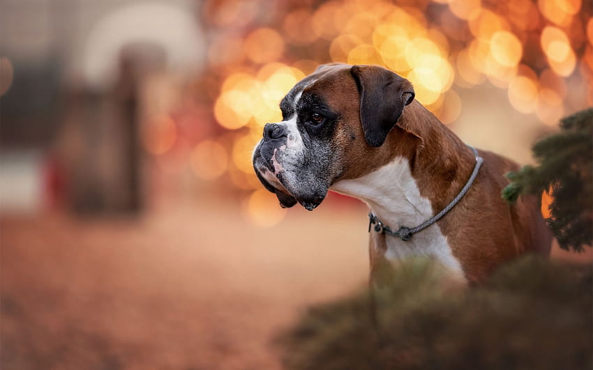 Boxer dog, pets, brownish white boxer HD wallpaper