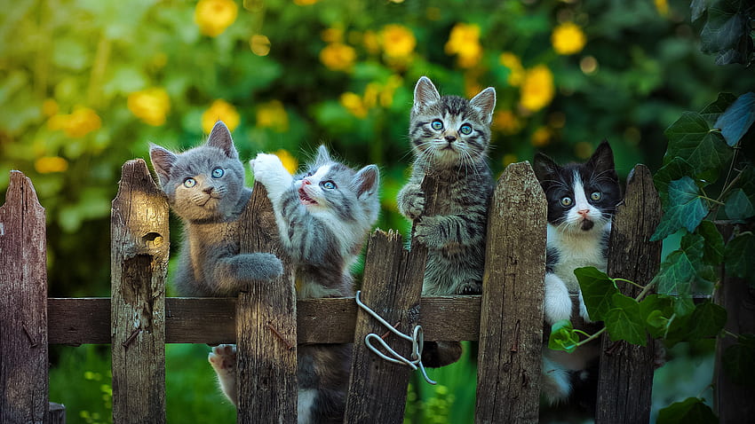 Beautiful, Cat, Kittens, Wood, Fence, Standing, Yellow, Flowers, Plants, Blur, Background, Green, Leaves, Animal Cat HD wallpaper