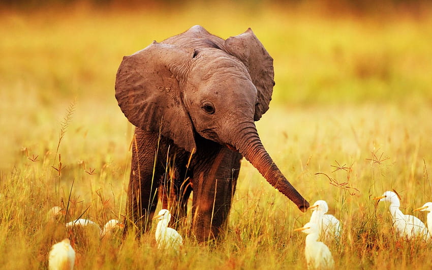 Elephant Background For HD wallpaper