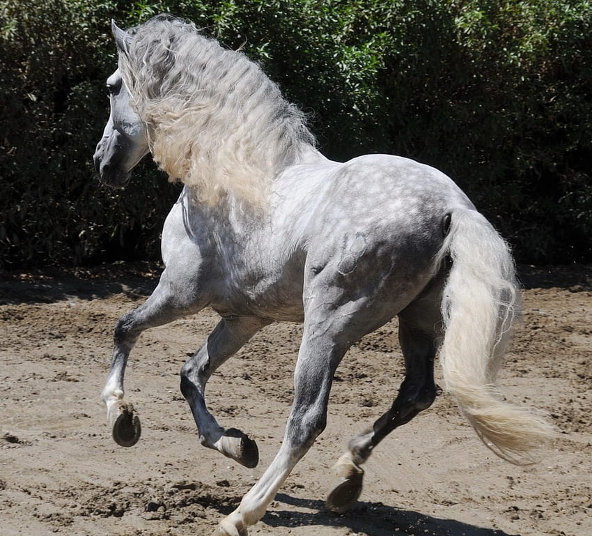 Dappled Grey Andalusian สเปน Andalusian ม้า Dappled Grey สีเทา วอลล์เปเปอร์ HD