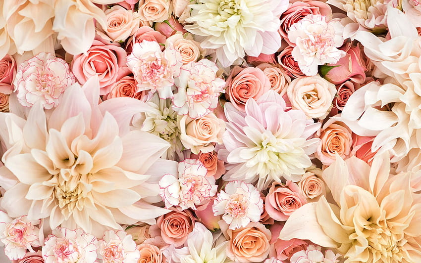 ดอกไม้ Pinterest ดอกพีช วอลล์เปเปอร์ HD