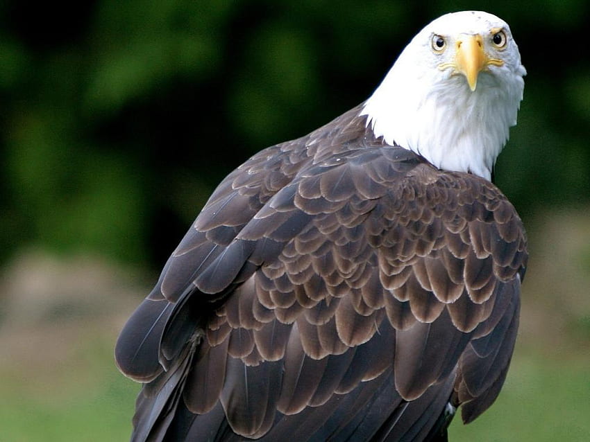 Bald-Eagle--Haliaeetus-leucocephalus, animal, eagle, bird, bald, nice HD wallpaper