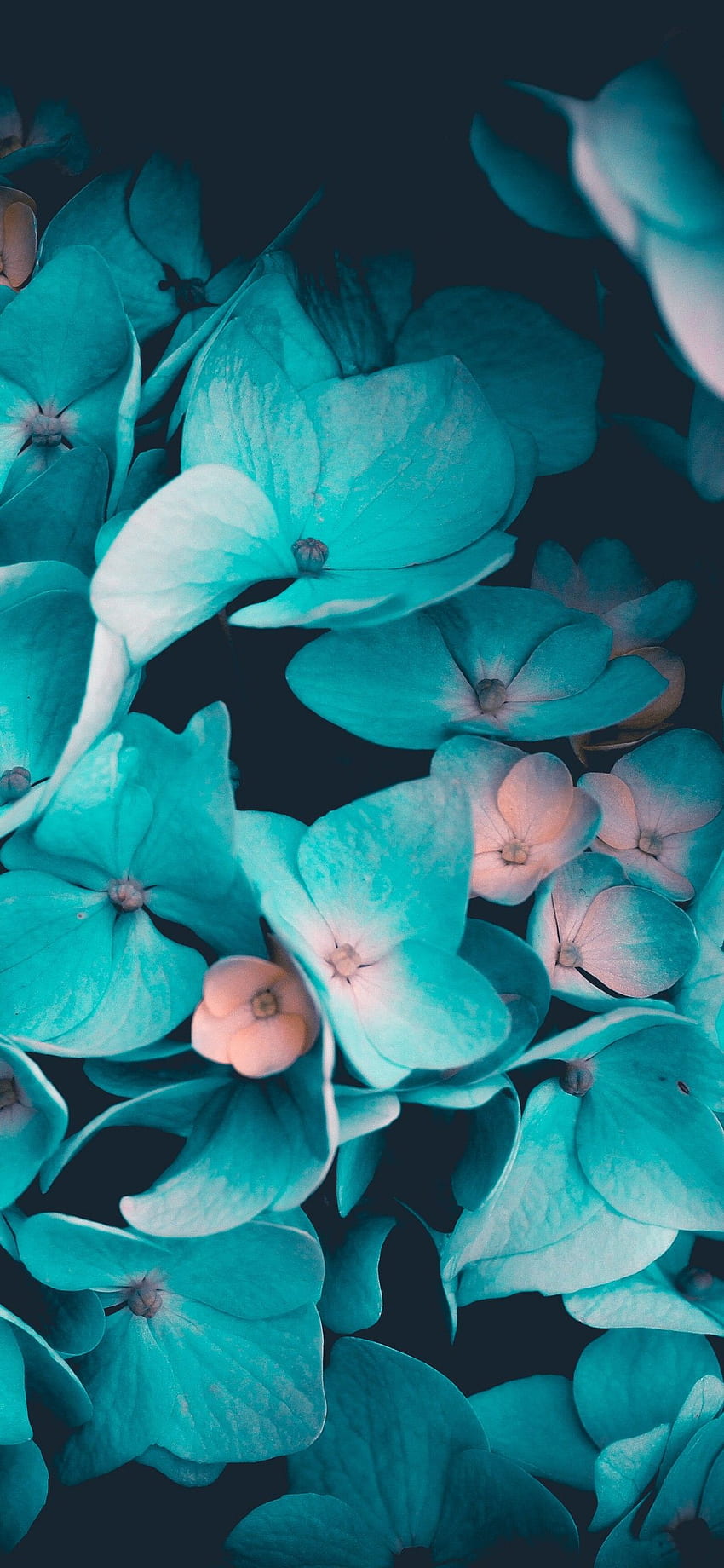 Flores azuis, pétalas, azul-petróleo, fundo preto, flores, flor turquesa Papel de parede de celular HD