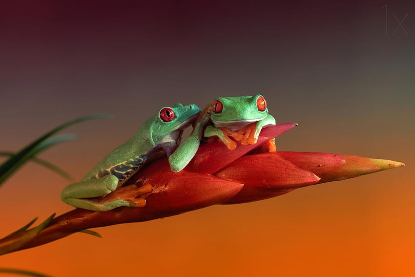 Frogs, couple, frog, orange, green, amphibian HD wallpaper