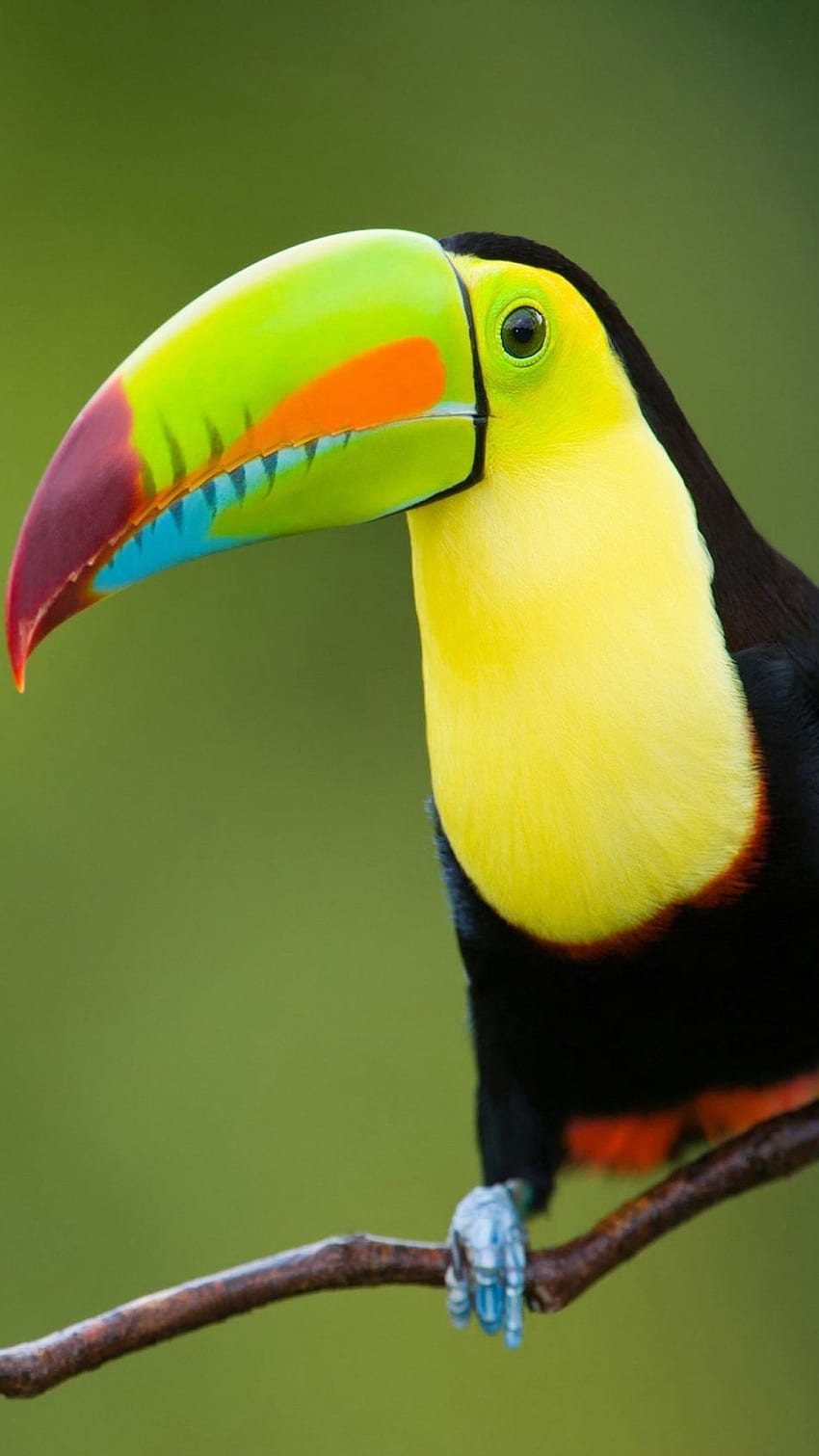 オオハシ鳥ウルトラモバイル。 ツノメドリ, 熱帯雨林の鳥, ペットの鳥 HD電話の壁紙