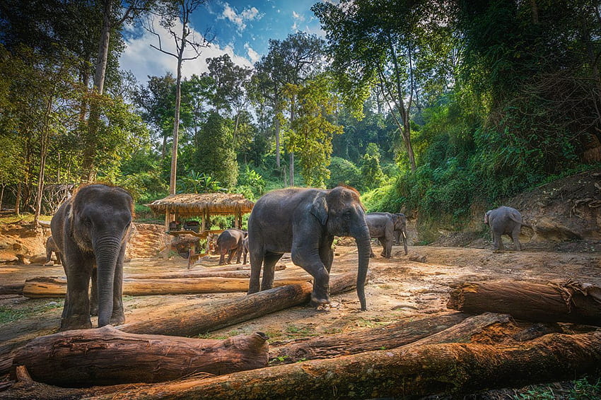 Elephants Thailand Chiang Mai RI Nature Animals HD wallpaper