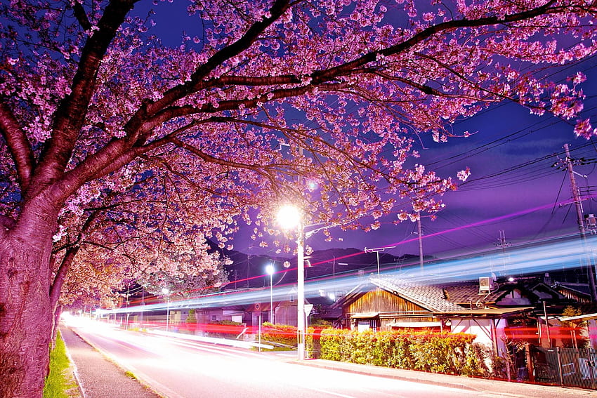 Japan Cherry Blossom, Cherry Blossoms at Night HD wallpaper