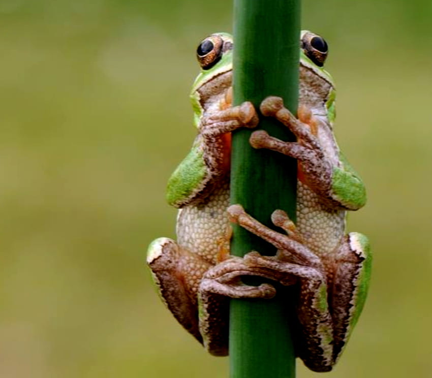 Frog, Green, Stem, White HD wallpaper