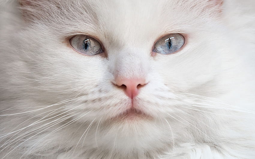 kedi, pisica, hayvan, beyaz, mavi gözlü, cilt, yüz HD duvar kağıdı