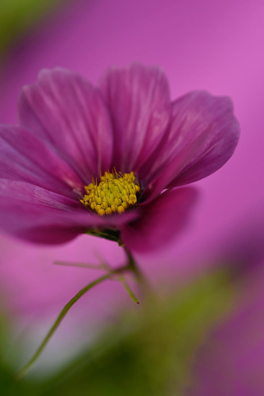 Violet, Flower, Plant, Macro, Purple, Kosmeya, Cosmos HD phone wallpaper