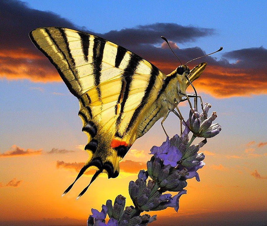 Butterfly, animal, sky, flower HD wallpaper