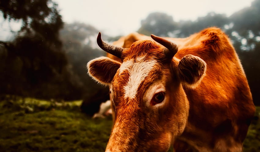 Cow Cattle Beef Ranch · HD wallpaper