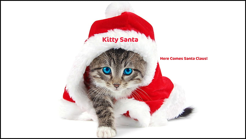 Kitty Santa, claus, cats, christmas, santa HD wallpaper