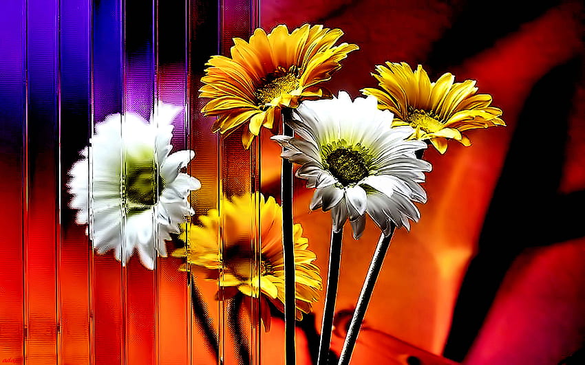 Bündel Gänseblümchen, Bündel, wp, Gänseblümchen, Blume HD-Hintergrundbild