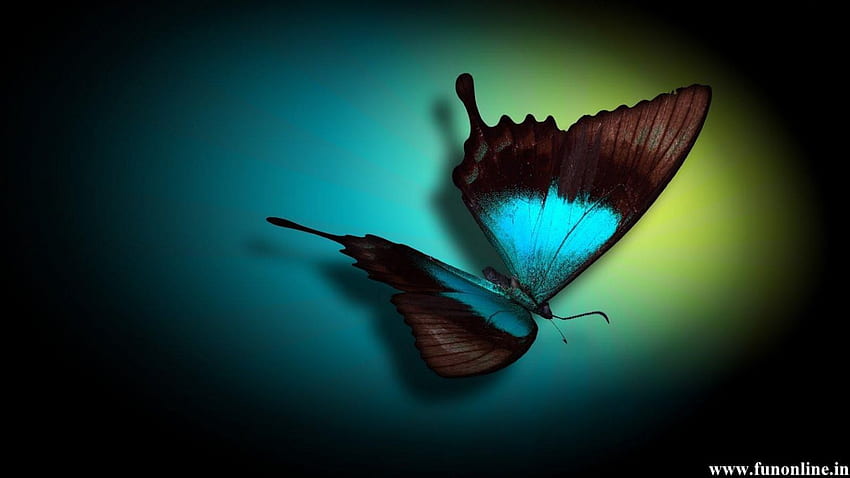 Butterfly Colorful Butterflies [] for your , Mobile & Tablet. Explore Butterfly  Black Background. Black Butterfly Background , Flowers on Black Background  HD wallpaper | Pxfuel
