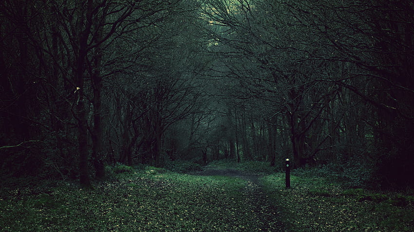 Тъмна гора - фон на нощна гора и фон, гора през нощта HD тапет