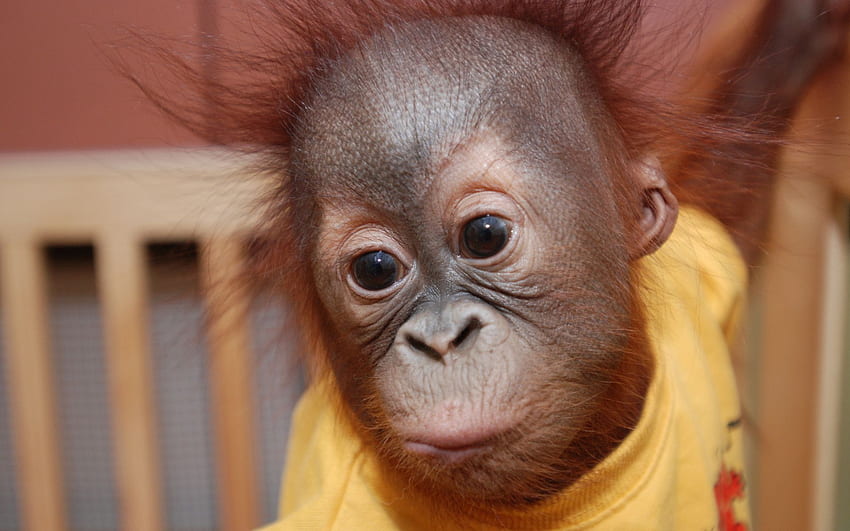 Orang utan Baby, Funny Orangutan HD wallpaper