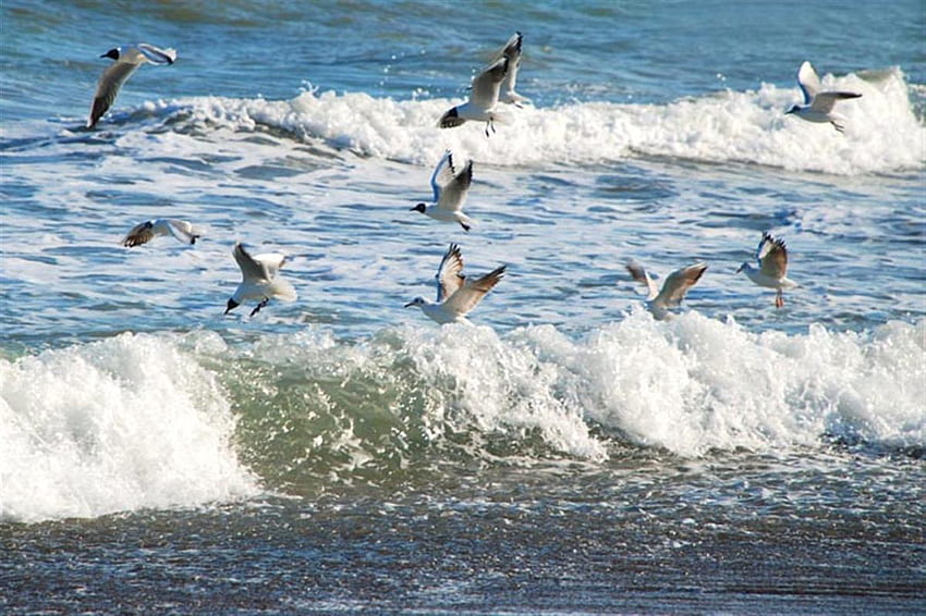 seagulls, sea, turkey HD wallpaper