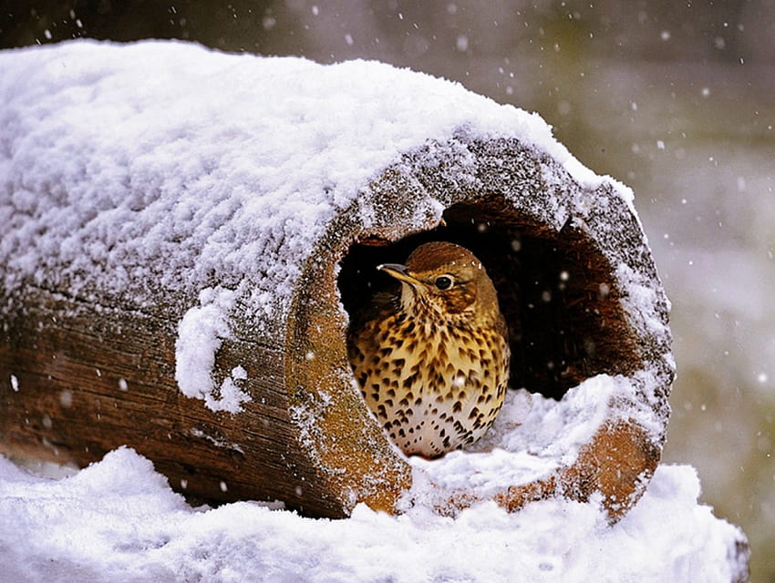 Shelter, winter, bird, snow HD wallpaper