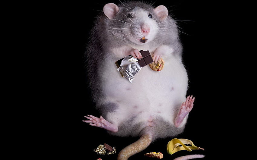 Fat Rat [] for your , Mobile & Tablet. Explore Rat . Rat Rod , Rat Rod Truck , Rat Fink , Rats HD wallpaper