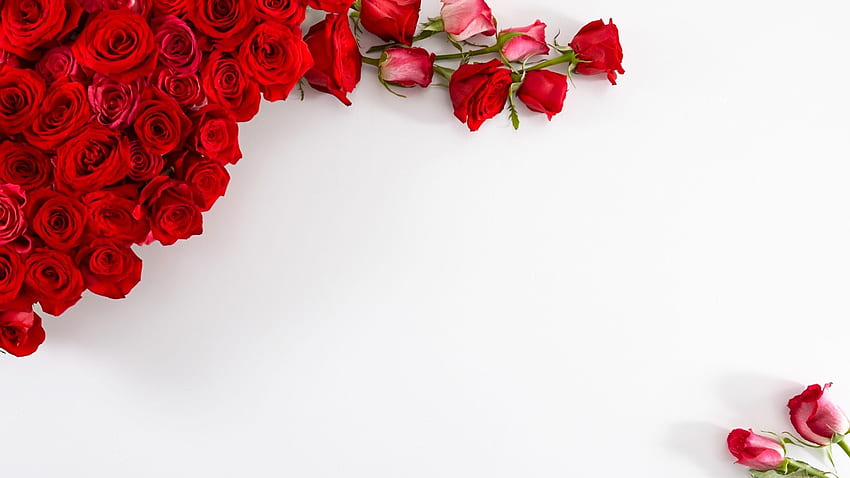 赤いバラの花のカードとフレーム美しい []、モバイル、タブレット用。 赤いバラの白い背景を探る。 赤いバラ白背景、赤いバラ 高画質の壁紙