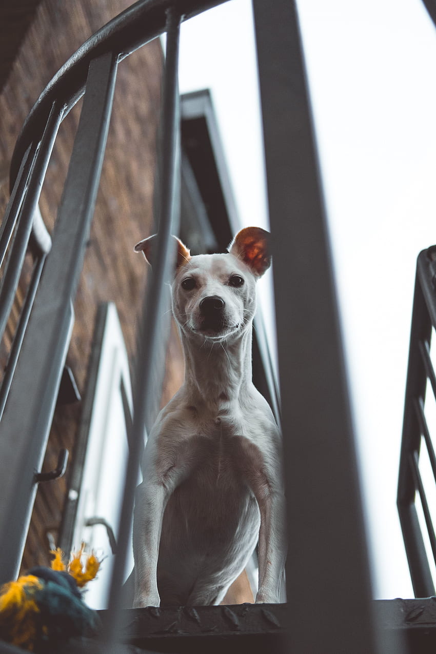 Animals, Dog, Balcony, Peek Out, Look Out, Whippet HD phone wallpaper