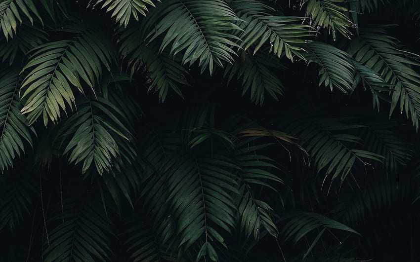 Sommer-Baum-Blatt-Ferien-Grün-Natur, Natur-Blätter HD-Hintergrundbild